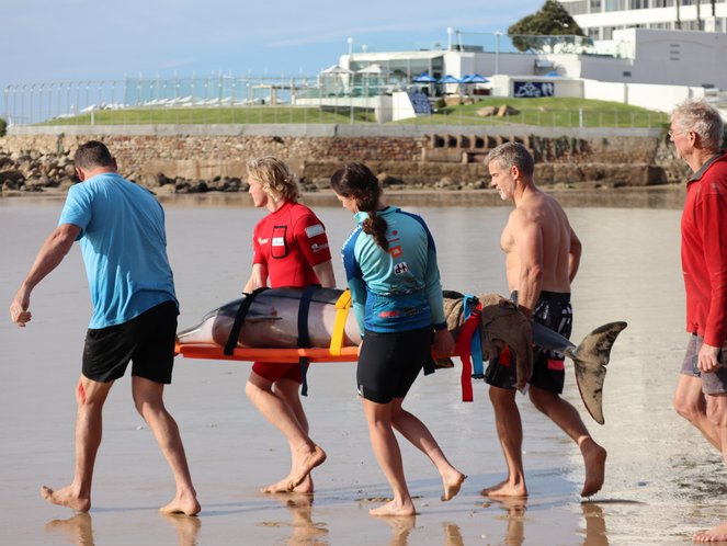 Good Hope Volunteers - Ocean Conservation in South Africa