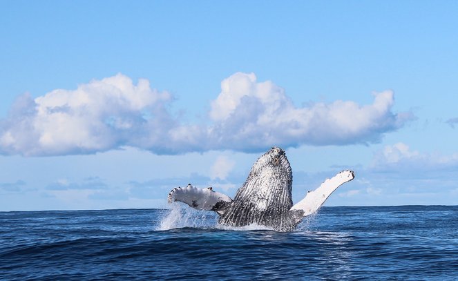 Ocean Conservation in South Africa