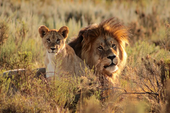 Natur- und Artenzschut in Südafrika und Namibia