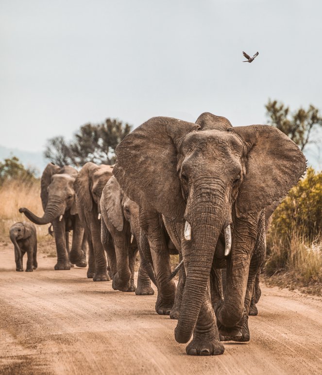 Conservation volunteering in South Africa & Namibia